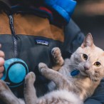 photo-1521076779338-5c8a0340b868