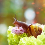 カタツムリ