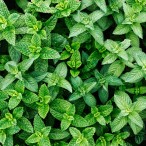 (0127) In mint condition