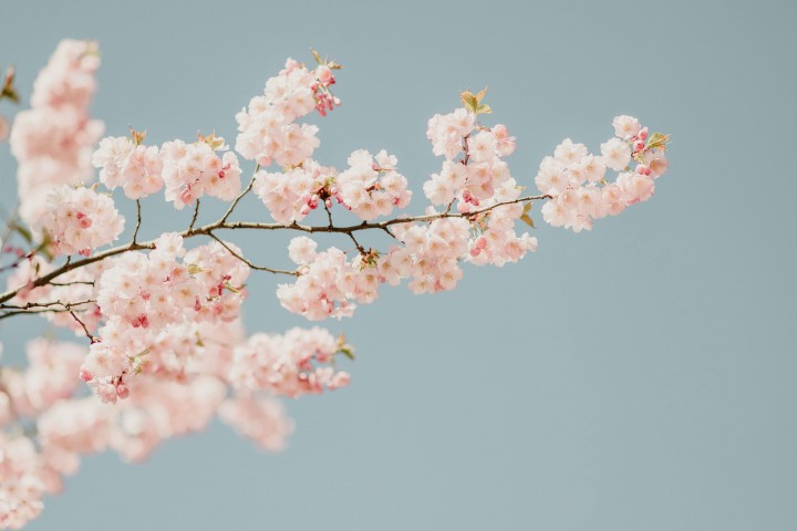 青空を背景にした桜の木