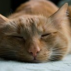 目をつぶっている猫