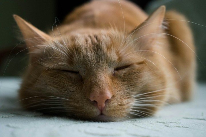 目をつぶっている猫